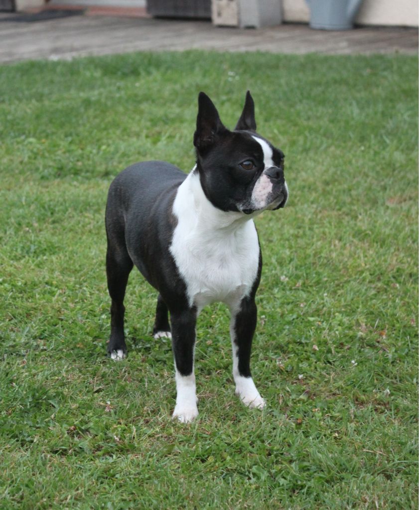 Sansa Du Castel Dark