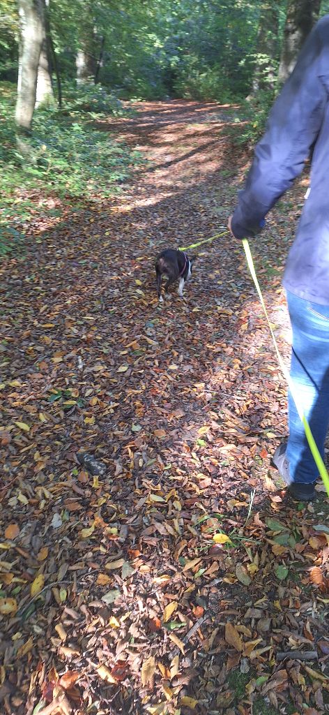 1 ère séance mantrailing avec Yumi 