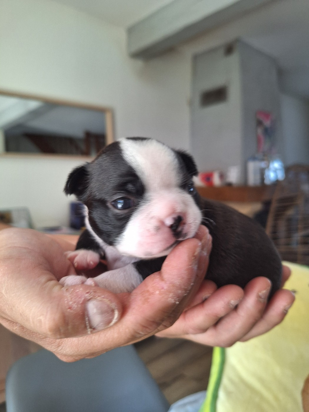Du Castel Dark - Chiots disponibles - Boston Terrier