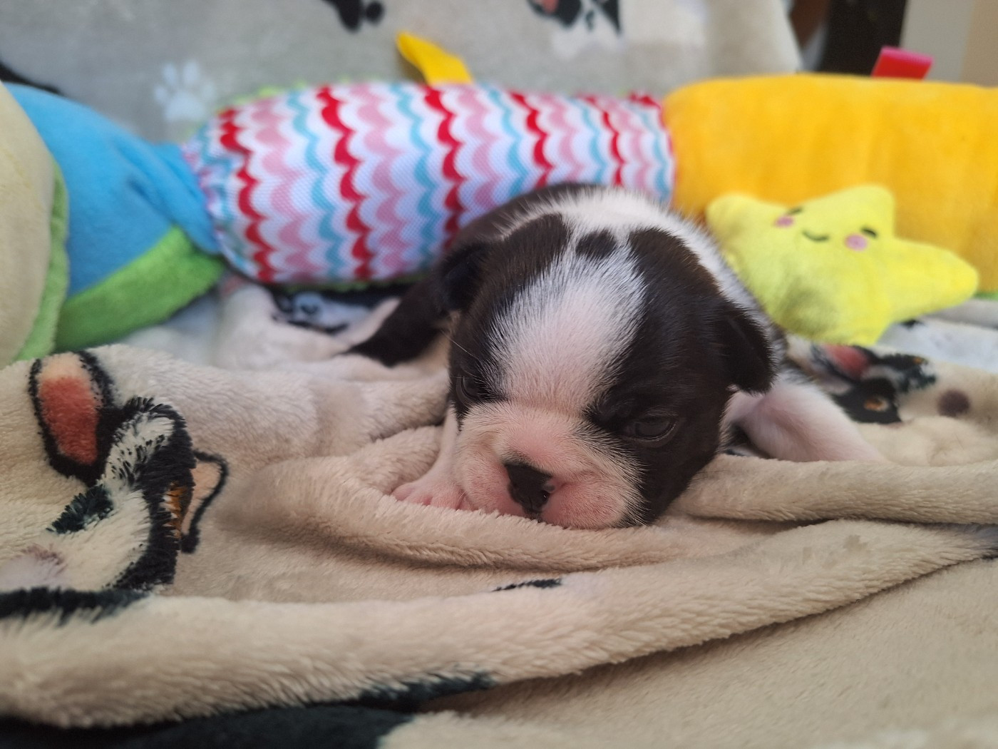 Du Castel Dark - Chiots disponibles - Boston Terrier
