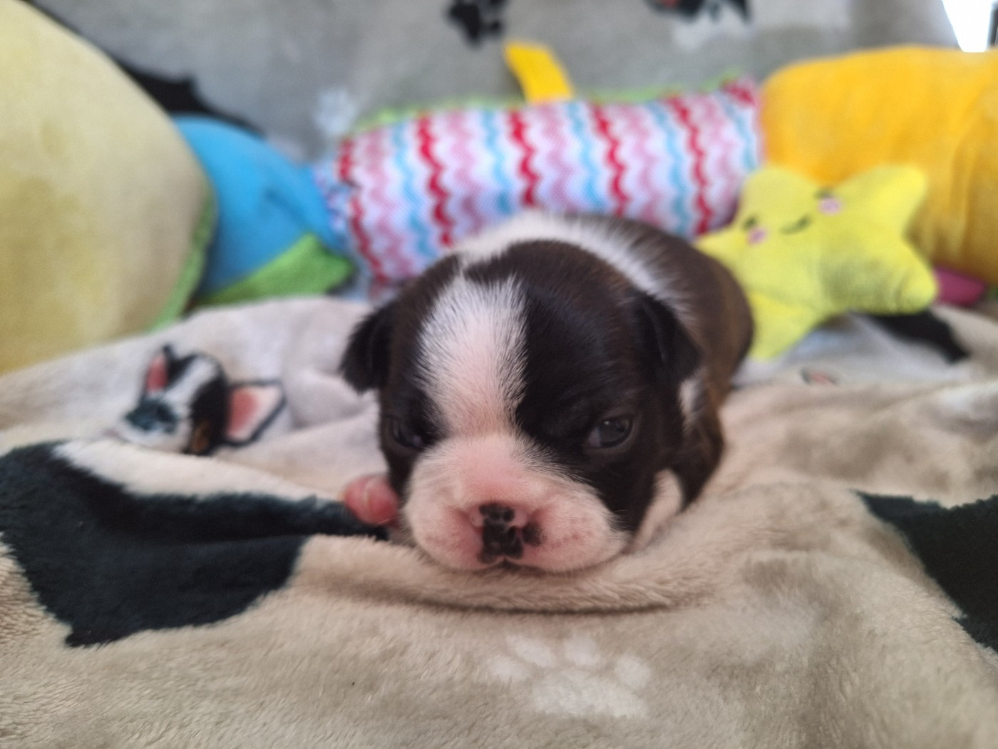 Du Castel Dark - Chiots disponibles - Boston Terrier
