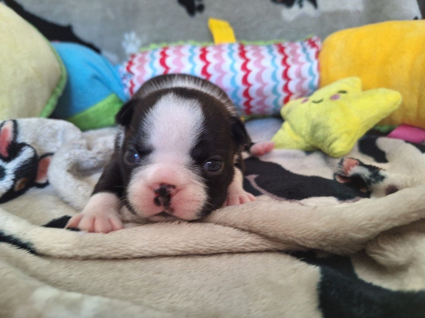 Du Castel Dark - Chiots disponibles - Boston Terrier