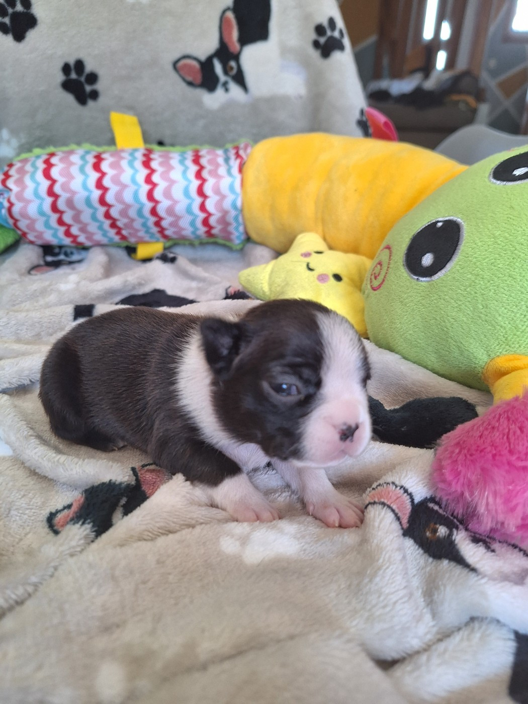 Du Castel Dark - Chiots disponibles - Boston Terrier