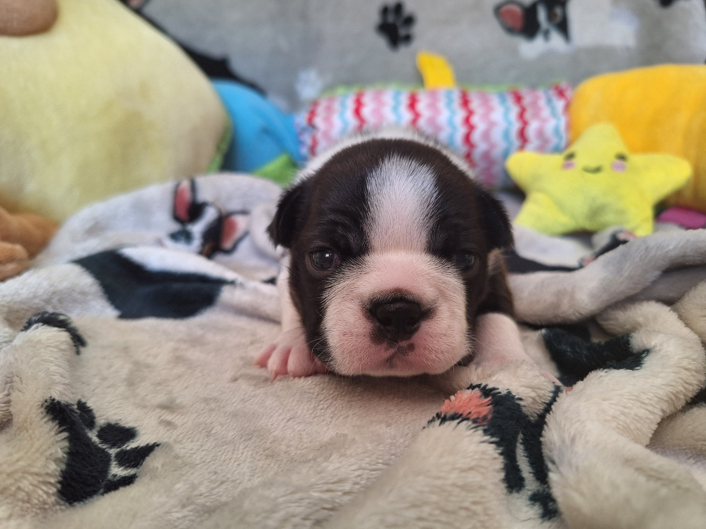 Du Castel Dark - Chiots disponibles - Boston Terrier