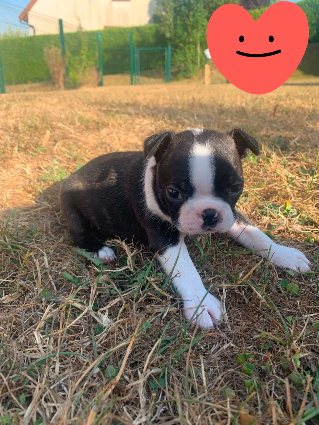 Du Castel Dark - Chiots disponibles - Boston Terrier