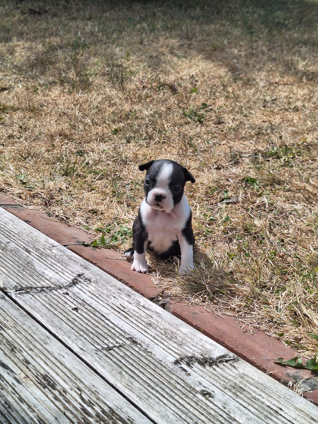 Du Castel Dark - Chiots disponibles - Boston Terrier