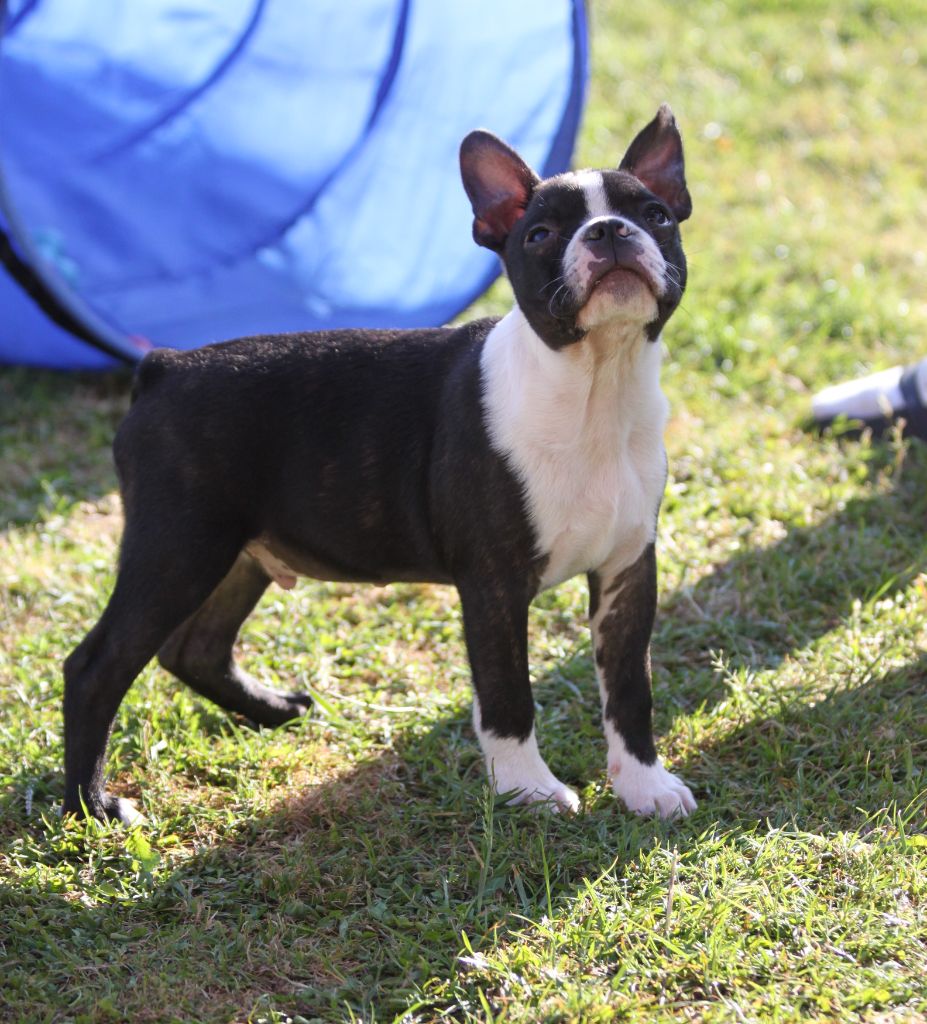 Du Castel Dark - Chiots disponibles - Boston Terrier